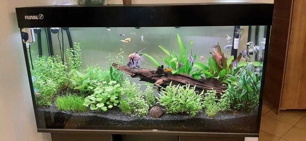 Akwarium 150x50x60 szkło 10 mm float.