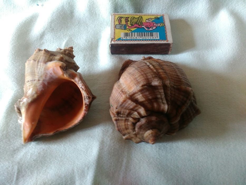 Ракушки для аквариума