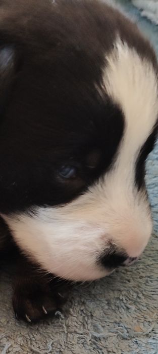 Віддаємо щенят в добрі руки