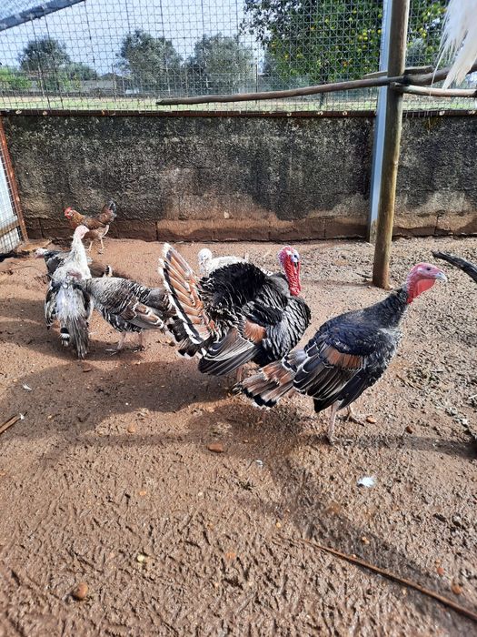 Perus Pretos e Multicolores