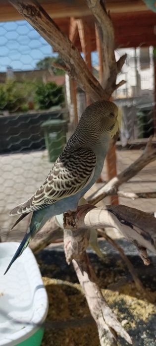 Vendo periquitos, margem sul