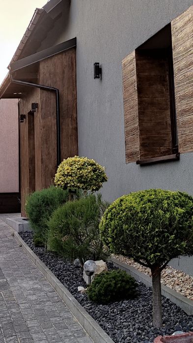 Duży tamaryszek ok. 6 lat – krzew ozdobny do ogrodu