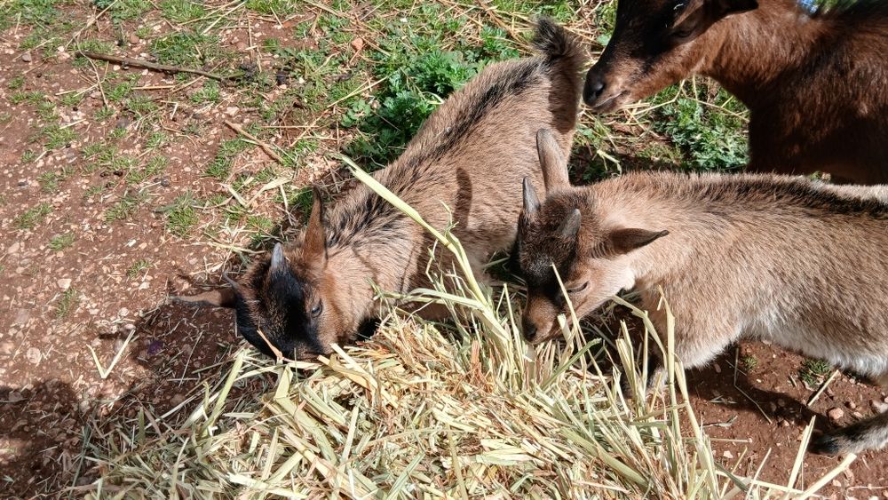 Casal de cabras anãs