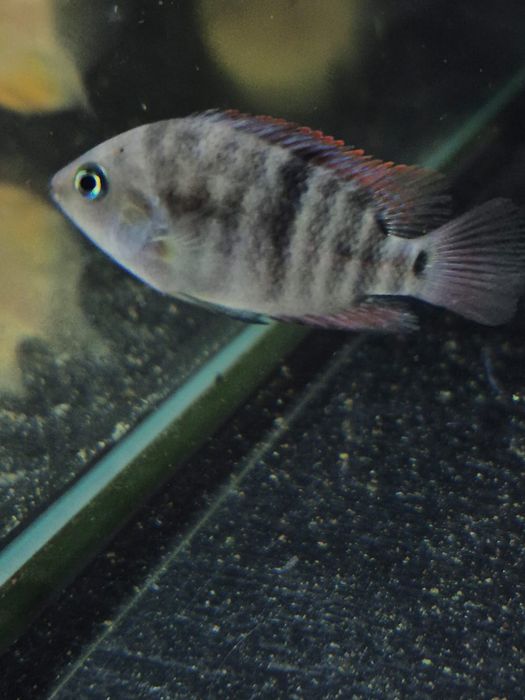 Pielęgnica Sajica - Tina Zoo Zabrze