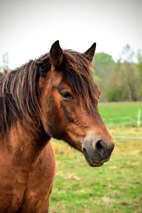 Klacz hucuł do dzierżawy , rajdy konne