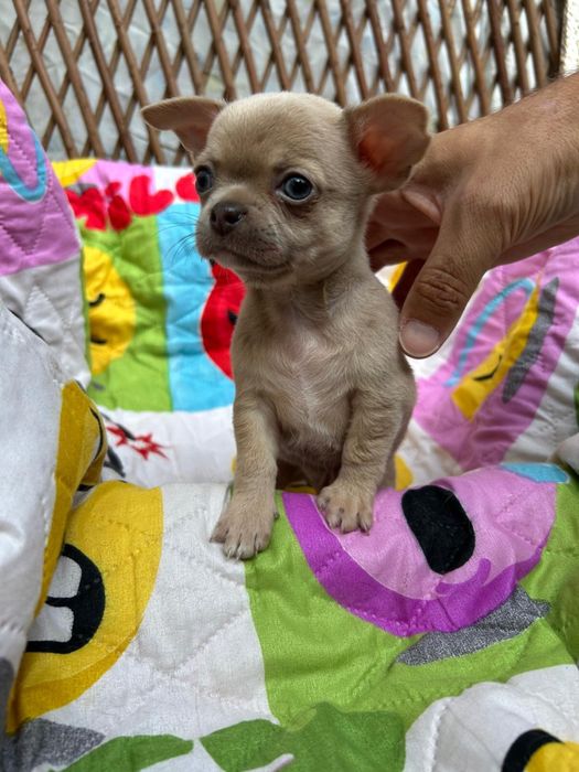 Menino Fawn Pelo Curto