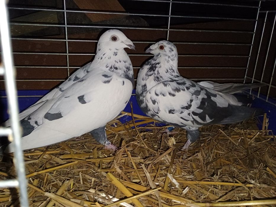 Gołębie pocztowe tygrysy