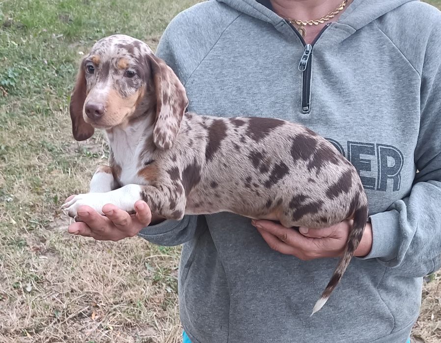 Jamnik piesek Chocomerle