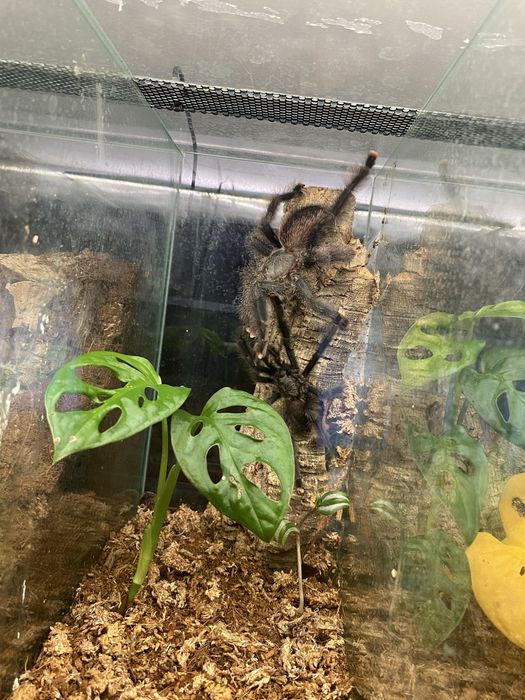 Samce/Samice/maluchy