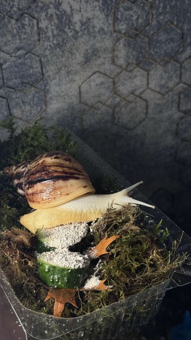 Ахатина Ретикулята равлик все для догляду за ахатинами