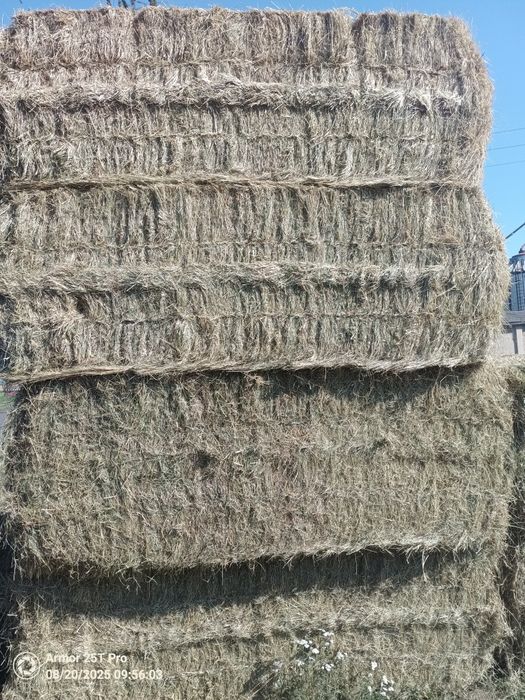 Siano  w dużej kostce