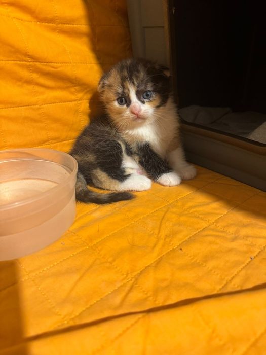 Scottish fold tricolor lindissima (rara)