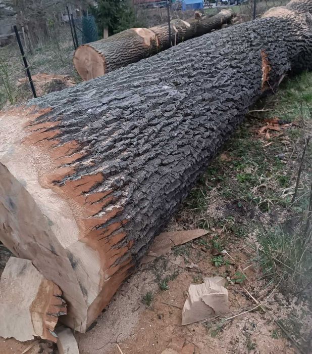Dęby Kłody Dębowe Tartaczne Stolarskie