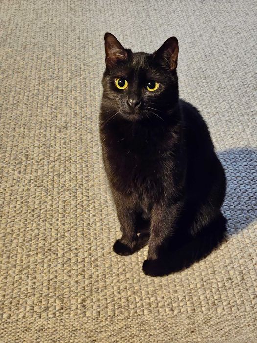 Kotka Wednesday szuka domu stałego lub tymczasowego