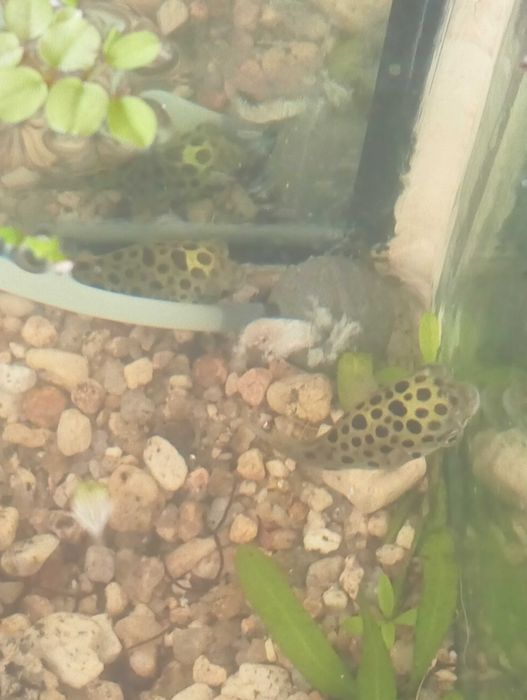 Peixe balão(tetraodon nigroviridis)