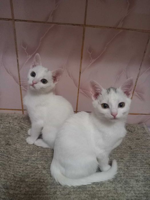 Котенята в добрі руки