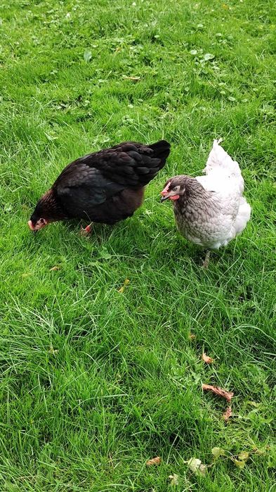 Sprzedaż Odchowanych Kurek Niosek z jajkiem