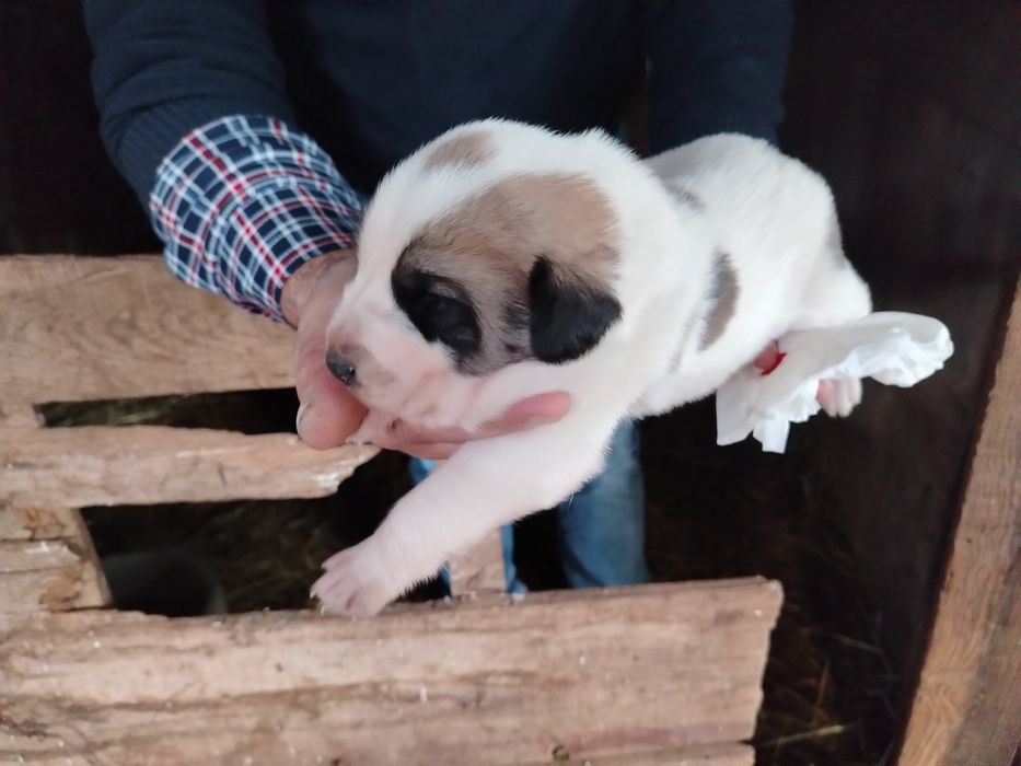 Macho rafeiro alentejano