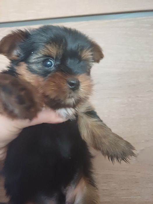 Йоркширские терьеры