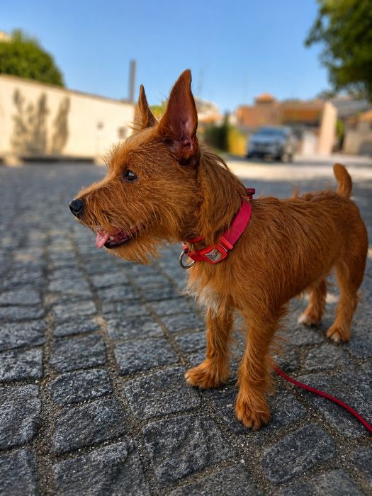 Adoção cão e cadela porte pequeno