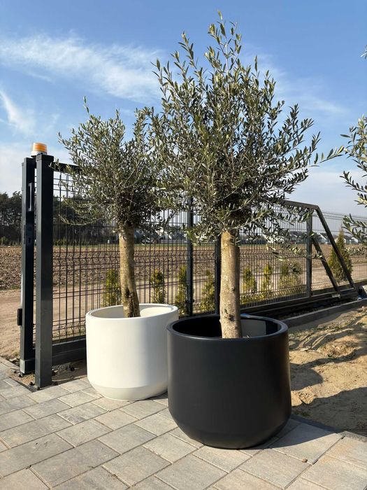 Drzewo oliwne, oliwka europejska, olea europaea