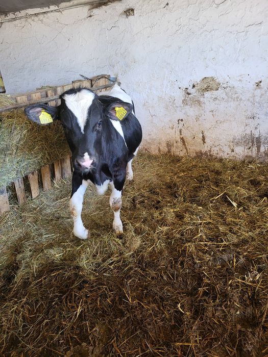 Sprzedam 4 jalowki  i 3 byczki hf