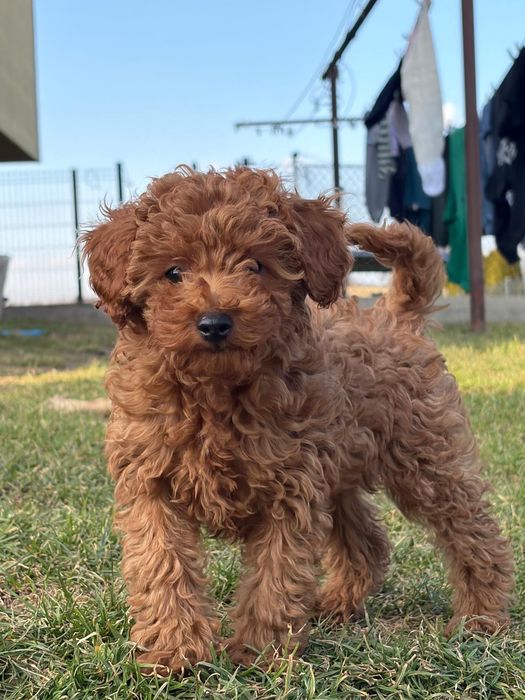 Pudel Toy Red Suczka 11-tyg