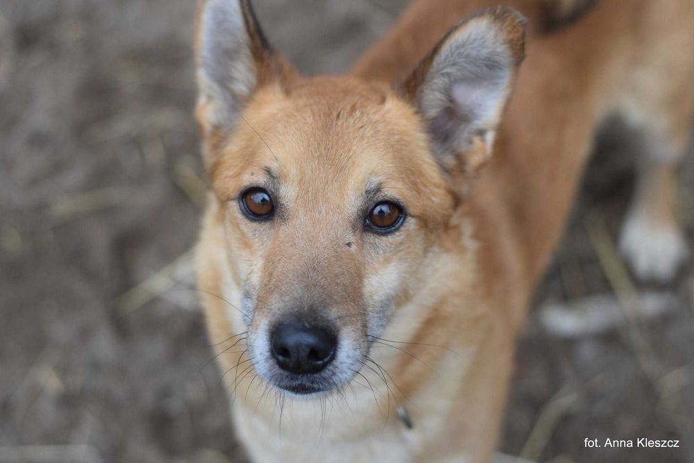 Kaki | 6 lat | 13 kg | pies do adopcji | Toruń