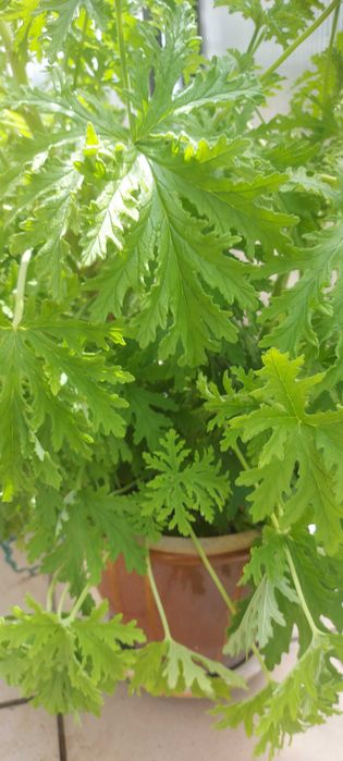 Geranium Anginka