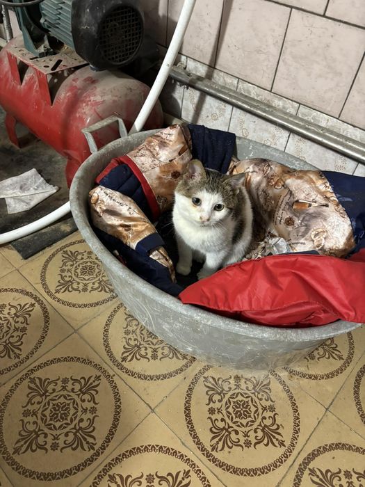 Кішка Булька 6 міс