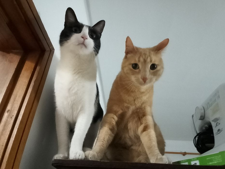 Cuidadora de gatos em domicílio