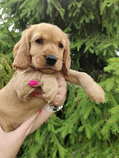 Suczka Cocker Spaniel