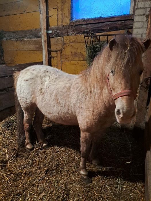 Kucyk  klacz wiek 7 lat chodzi w siodle