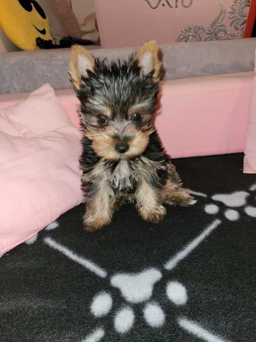 Цуценята, йоркширський тер'єр