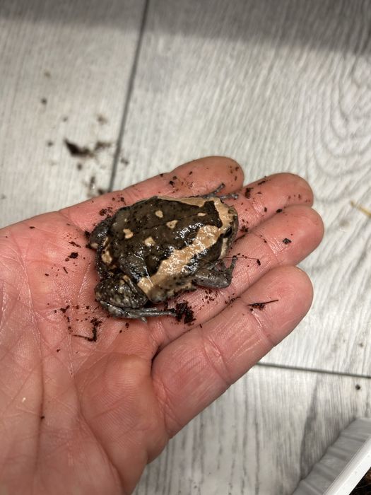 Kaloula pulchra Termitowka indyjska dorosle