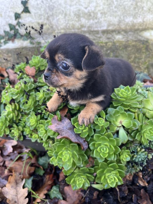 Menino chihuahua preto afogueado