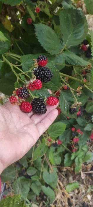 Framboezas pretas 3 pés