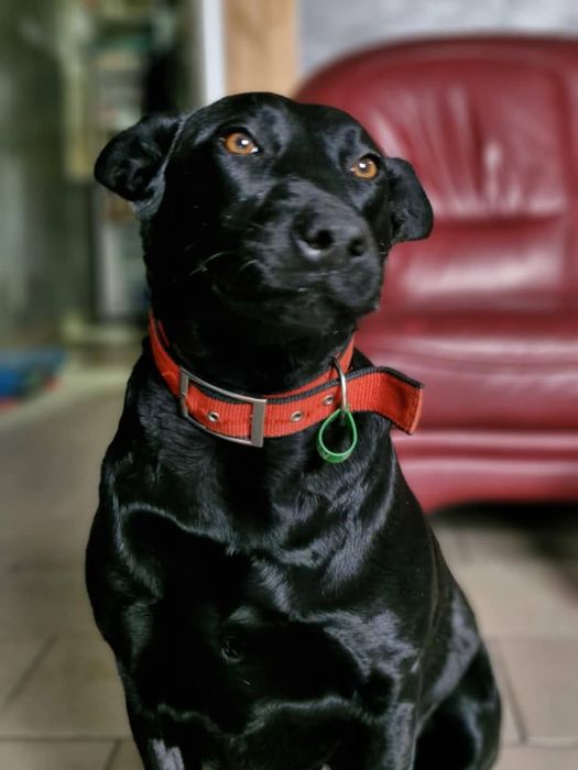 Стерилізована собака в самі добрі руки