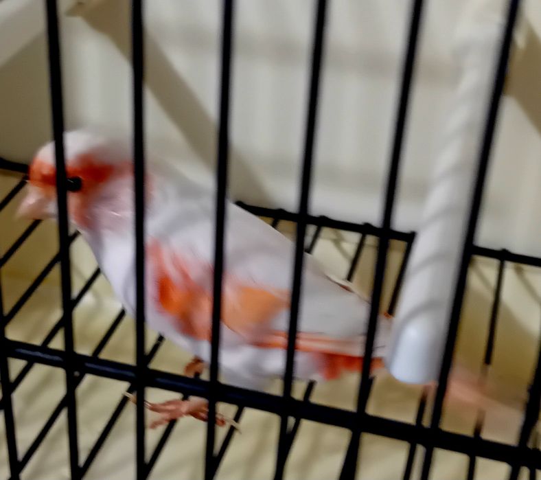 Canária Vermelha Mosaica