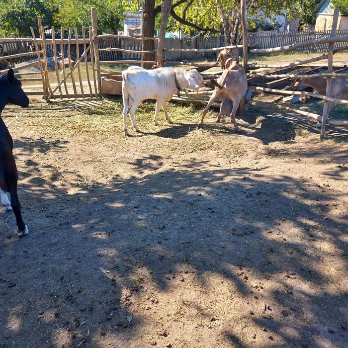 Нубійський козел плідник