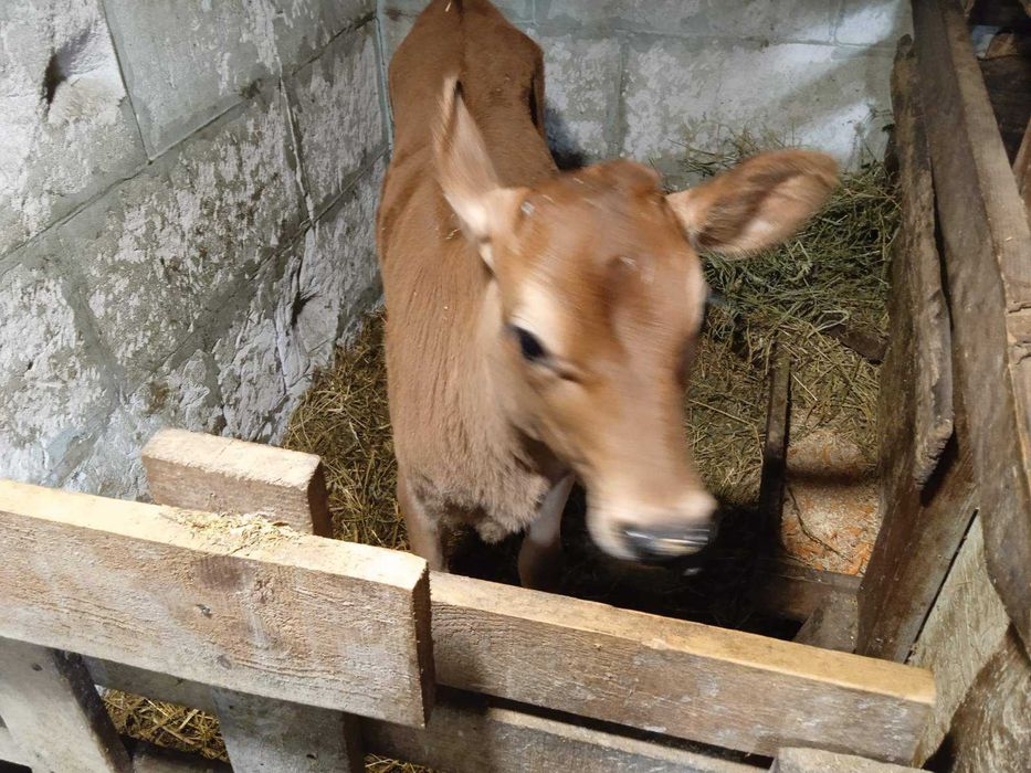 2 місячна теличку Джерсійської породи/Джерсі