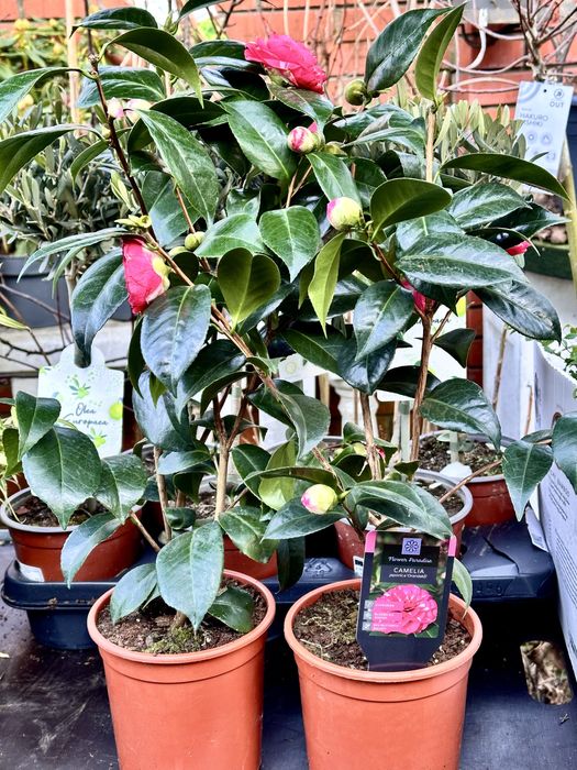 Камеліі в асортименті. Доставка по Україні.