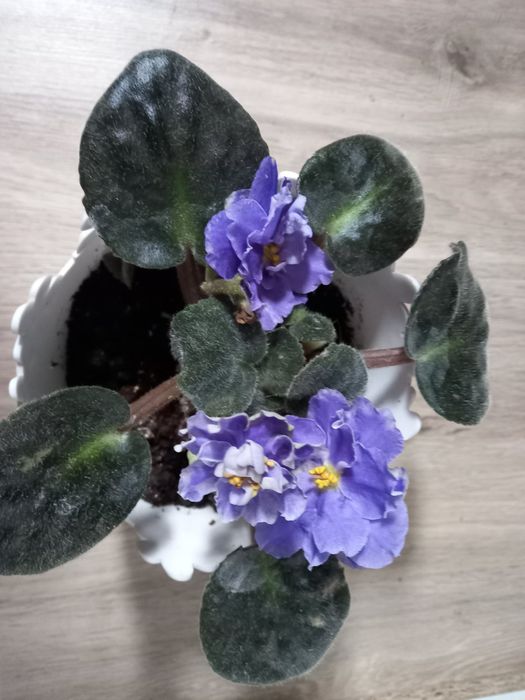 Фиалки  в горшочках
