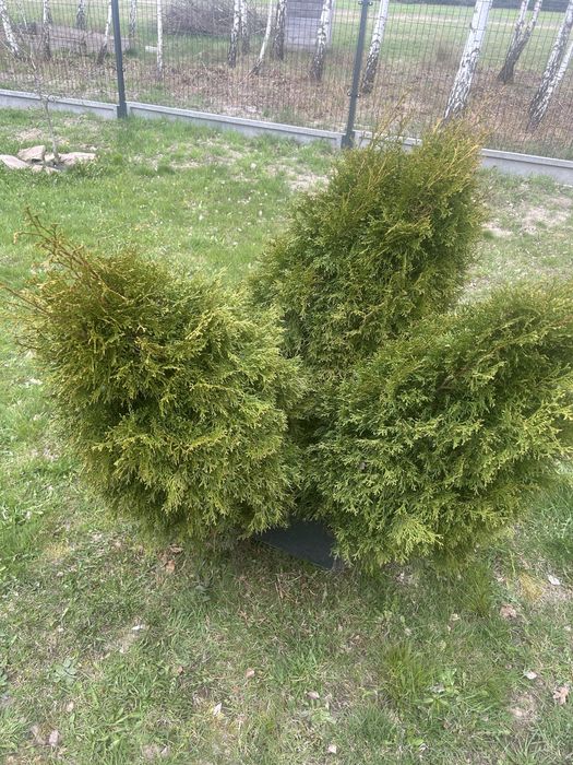 Tuje 3 sztuki komplet