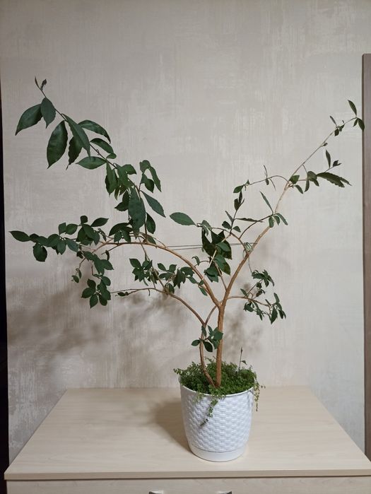 Брунфельсія Вчора Сьогодні Завтра/ велика рослина