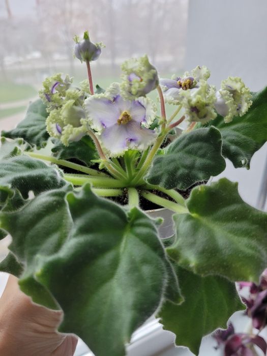 Гарні, дорослі сортові фіалки.