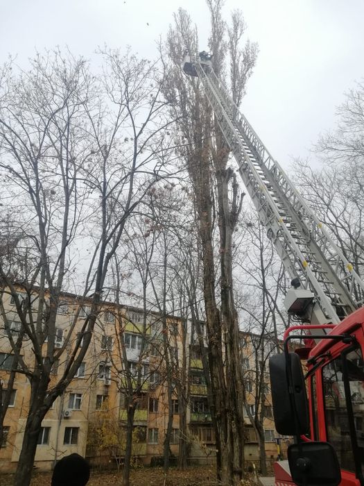 Спил и Обрезка деревьев. Обрезка веток