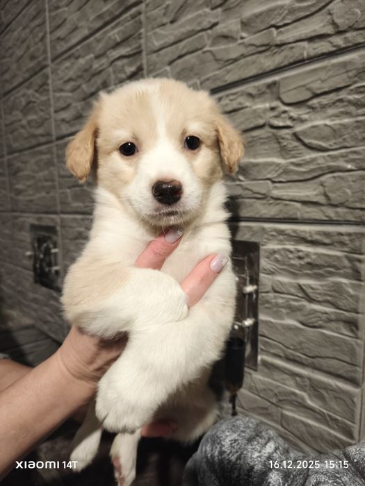 Цуценя з крупних пород безкоштовно