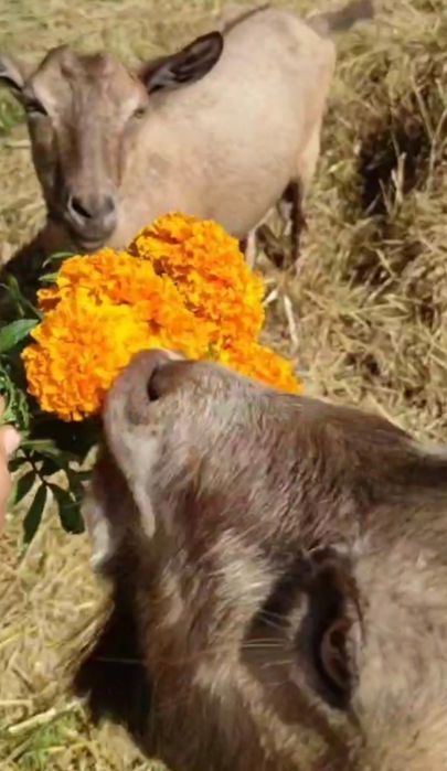Альпийская дойная коза альпiйские кози  #козаальпiйска