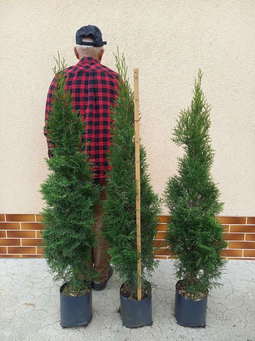 Tuja Szmaragd 90,100,110,120 cm doniczka 5 l TRANSPORT SADZENIE JAKOŚĆ